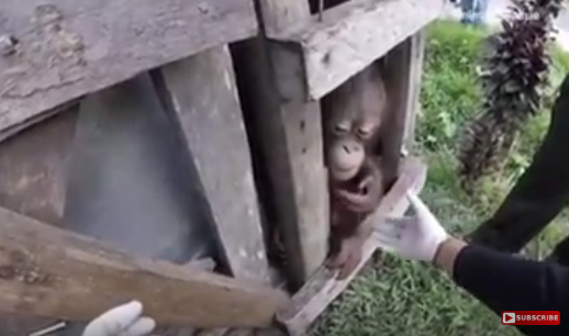 borneo/salvato baby orango/chiuso in una scatola